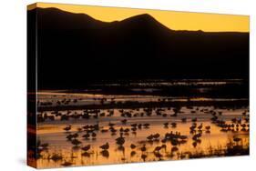 Snow geese and marsh at dusk, Bosque del Apache NWR, New Mexico, USA-Scott T. Smith-Stretched Canvas