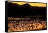 Snow geese and marsh at dusk, Bosque del Apache NWR, New Mexico, USA-Scott T. Smith-Framed Stretched Canvas