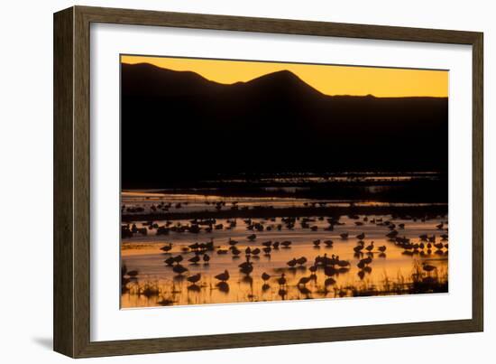 Snow geese and marsh at dusk, Bosque del Apache NWR, New Mexico, USA-Scott T. Smith-Framed Photographic Print