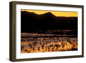 Snow geese and marsh at dusk, Bosque del Apache NWR, New Mexico, USA-Scott T. Smith-Framed Photographic Print