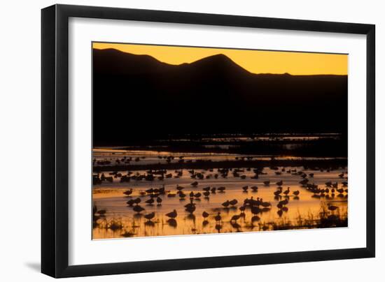 Snow geese and marsh at dusk, Bosque del Apache NWR, New Mexico, USA-Scott T. Smith-Framed Photographic Print