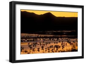 Snow geese and marsh at dusk, Bosque del Apache NWR, New Mexico, USA-Scott T. Smith-Framed Photographic Print