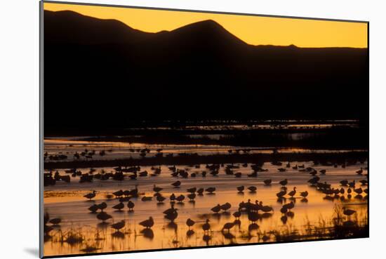 Snow geese and marsh at dusk, Bosque del Apache NWR, New Mexico, USA-Scott T. Smith-Mounted Photographic Print