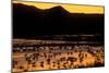 Snow geese and marsh at dusk, Bosque del Apache NWR, New Mexico, USA-Scott T. Smith-Mounted Photographic Print