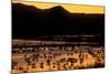 Snow geese and marsh at dusk, Bosque del Apache NWR, New Mexico, USA-Scott T. Smith-Mounted Photographic Print