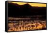 Snow geese and marsh at dusk, Bosque del Apache NWR, New Mexico, USA-Scott T. Smith-Framed Stretched Canvas