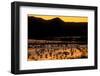 Snow geese and marsh at dusk, Bosque del Apache NWR, New Mexico, USA-Scott T. Smith-Framed Photographic Print