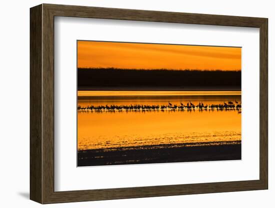 Snow Geese and Sandhill Cranes at the roost-Larry Ditto-Framed Photographic Print