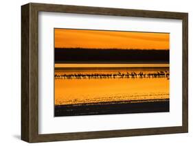 Snow Geese and Sandhill Cranes at the roost-Larry Ditto-Framed Photographic Print