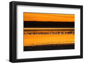 Snow Geese and Sandhill Cranes at the roost-Larry Ditto-Framed Photographic Print