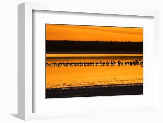 Snow Geese and Sandhill Cranes at the roost-Larry Ditto-Framed Photographic Print