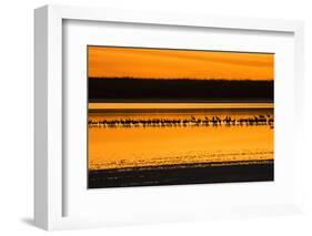 Snow Geese and Sandhill Cranes at the roost-Larry Ditto-Framed Photographic Print