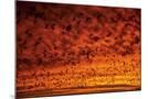 Wood Mount