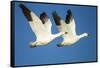 Snow Geese, Bosque Del Apache National Wildlife Refuge, New Mexico-Paul Souders-Framed Stretched Canvas