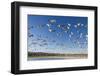 Snow Geese, Bosque Del Apache National Wildlife Refuge, New Mexico-Paul Souders-Framed Photographic Print