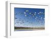 Snow Geese, Bosque Del Apache National Wildlife Refuge, New Mexico-Paul Souders-Framed Photographic Print