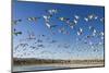 Snow Geese, Bosque Del Apache National Wildlife Refuge, New Mexico-Paul Souders-Mounted Photographic Print