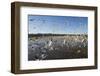 Snow Geese, Bosque Del Apache National Wildlife Refuge, New Mexico-Paul Souders-Framed Photographic Print