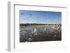 Snow Geese, Bosque Del Apache National Wildlife Refuge, New Mexico-Paul Souders-Framed Photographic Print