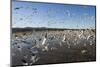 Snow Geese, Bosque Del Apache National Wildlife Refuge, New Mexico-Paul Souders-Mounted Photographic Print