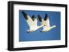 Snow Geese, Bosque Del Apache National Wildlife Refuge, New Mexico-Paul Souders-Framed Photographic Print