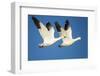 Snow Geese, Bosque Del Apache National Wildlife Refuge, New Mexico-Paul Souders-Framed Photographic Print