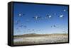 Snow Geese, Bosque Del Apache, New Mexico-Paul Souders-Framed Stretched Canvas