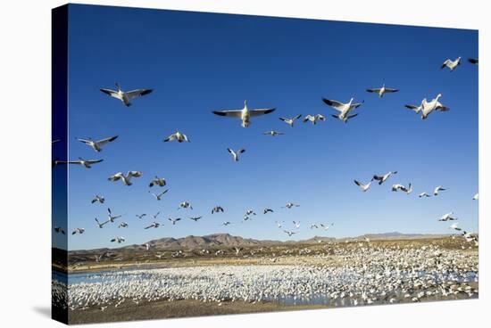 Snow Geese, Bosque Del Apache, New Mexico-Paul Souders-Stretched Canvas