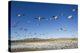 Snow Geese, Bosque Del Apache, New Mexico-Paul Souders-Stretched Canvas