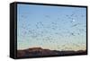 Snow Geese, Bosque Del Apache, New Mexico-Paul Souders-Framed Stretched Canvas