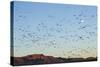 Snow Geese, Bosque Del Apache, New Mexico-Paul Souders-Stretched Canvas