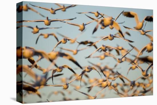 Snow Geese, Bosque Del Apache, New Mexico-Paul Souders-Stretched Canvas