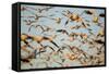 Snow Geese, Bosque Del Apache, New Mexico-Paul Souders-Framed Stretched Canvas
