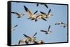 Snow Geese, Bosque Del Apache, New Mexico-Paul Souders-Framed Stretched Canvas