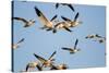 Snow Geese, Bosque Del Apache, New Mexico-Paul Souders-Stretched Canvas