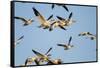 Snow Geese, Bosque Del Apache, New Mexico-Paul Souders-Framed Stretched Canvas