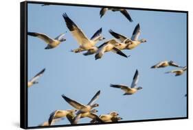 Snow Geese, Bosque Del Apache, New Mexico-Paul Souders-Framed Stretched Canvas