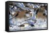 Snow Geese, Bosque Del Apache, New Mexico-Paul Souders-Framed Stretched Canvas