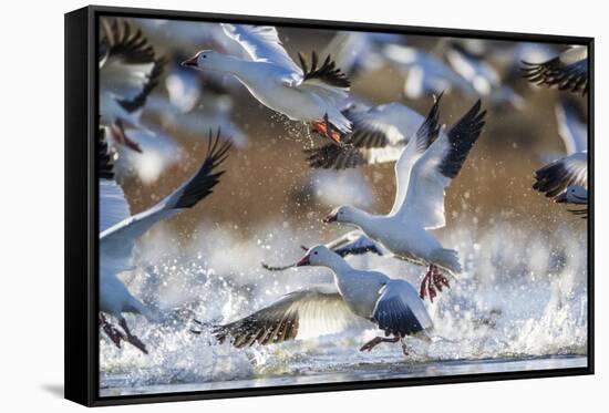 Snow Geese, Bosque Del Apache, New Mexico-Paul Souders-Framed Stretched Canvas