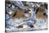 Snow Geese, Bosque Del Apache, New Mexico-Paul Souders-Stretched Canvas