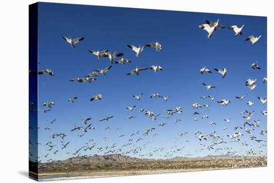 Snow Geese, Bosque Del Apache, New Mexico-Paul Souders-Stretched Canvas