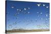 Snow Geese, Bosque Del Apache, New Mexico-Paul Souders-Stretched Canvas