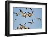 Snow Geese, Bosque Del Apache, New Mexico-Paul Souders-Framed Photographic Print