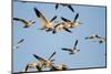 Snow Geese, Bosque Del Apache, New Mexico-Paul Souders-Mounted Photographic Print