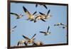 Snow Geese, Bosque Del Apache, New Mexico-Paul Souders-Framed Photographic Print