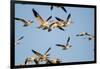 Snow Geese, Bosque Del Apache, New Mexico-Paul Souders-Framed Photographic Print