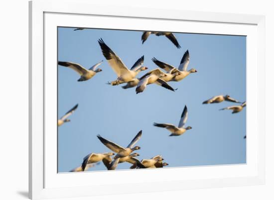 Snow Geese, Bosque Del Apache, New Mexico-Paul Souders-Framed Photographic Print