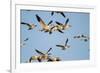 Snow Geese, Bosque Del Apache, New Mexico-Paul Souders-Framed Photographic Print