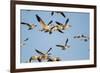 Snow Geese, Bosque Del Apache, New Mexico-Paul Souders-Framed Photographic Print