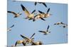 Snow Geese, Bosque Del Apache, New Mexico-Paul Souders-Mounted Photographic Print